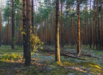 Abend in den Wald / ***