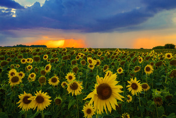 Sonnenblumen ... / ***