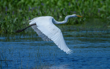 Great Egret (juvenile) / ***