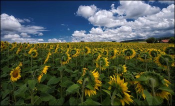 Zur Sonne / Sonnenblumenfeld
