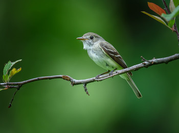 Alder Flycatcher / ***