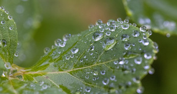 Nach dem Regen / ***