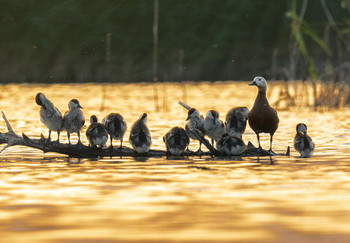 Mutter von vielen Kindern / ***