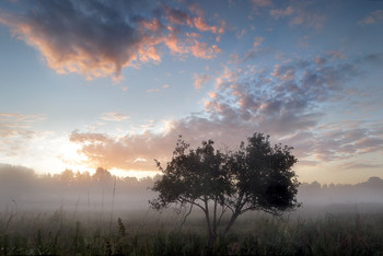 Sommermorgen ... / ***