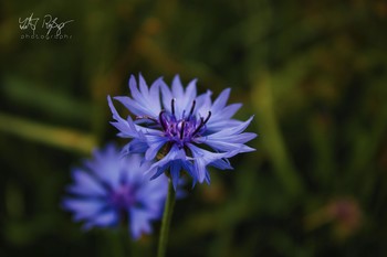 Sommergrüße... / Makro von Kornblumen