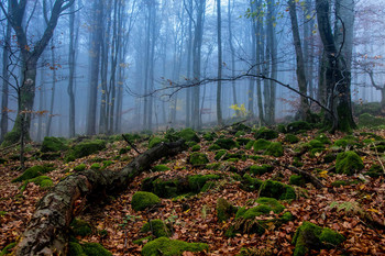 Herbst in den Bergen / ***