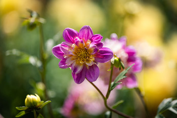 Flores del verano. / Contraste para la flor