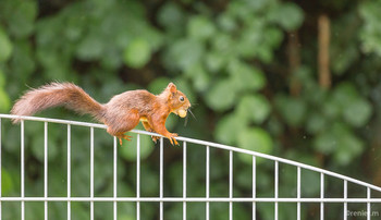 der Nussräuber / Eichhörnchen mit Erdnuss auf Beutetour