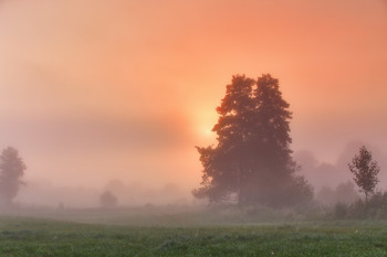 Nebliger Morgen / ***