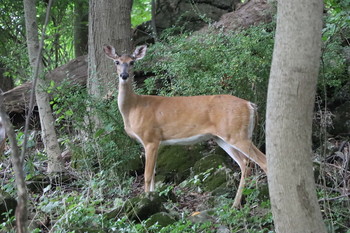 Im Wald / ***