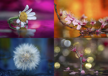 Varias / Grupo de fotos