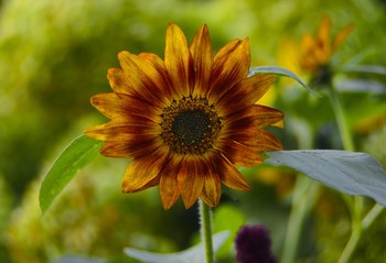 Stadt Blumen / ***