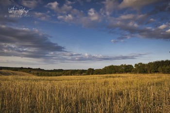 Der Herbst ist schon ganz nah... / Ein Feld am Anfang des Herbstes.