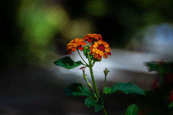 Sombrío / Flores de temporada amplia