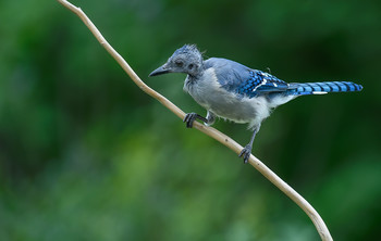 Blue jay (juvenile) / ***