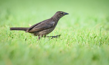 Shiny Cowbird (female) / ***