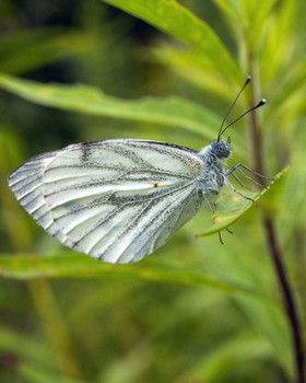 Kohlkopfschmetterling / ***