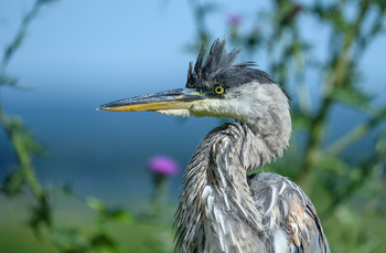 Great blue heron (juvenile) ~ close up / ***