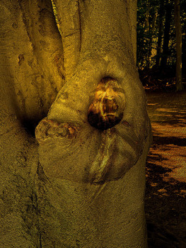 Scream out of a tree / Vorkommnisse im Wald