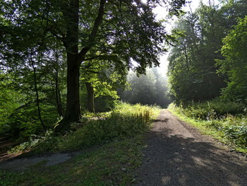 Spätsommer im Wald / wenn im Tal der Frühnebel liegt und oben schon die Sonne scheint .....