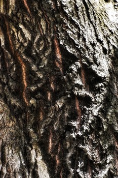 The Child in Wood / A baby carved by nature hidden in the bark of trees.