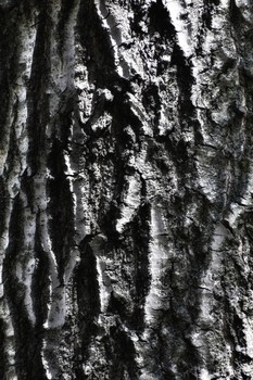 The Old Man in Wood / Hidden in this natural carving are the ancients, beings and god. They are surrounded by double helixes.
