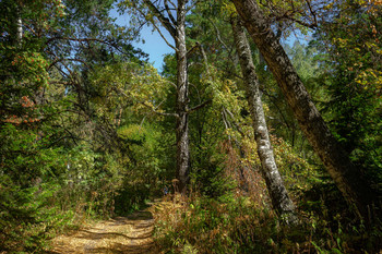 Forest Walk / ***