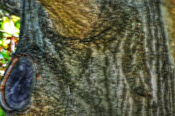 E.T. Being / The tree of life is real. Trees are more than food, medicine, shade, protection.
Trees actually have living entities in their trunks, branches and leaves.
If you are awake spiritually you will see there is life inside of life; just as there is life on our skin and in our cells.
