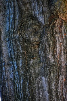 The Nommo / Written on the bark of trees is Earth's secret history. Shapes and patterns only the spiritual can decipher depict tales of visitation, and exchanges amongst beings.
The hidden secret written in trees.
