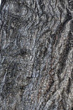Face Print / Just as your fingers have prints so do trees. Trees store history of times past and people they encounter.
They etch these beings on their trunks.