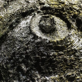 Eye of The Sahara / Like the Eye of The Sahara, this tree has a remembrance of that time. The Eye is all the way in Africa but even trees have epigenetic memories of times past