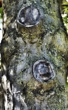 Third Eye / Here we see an opened third eye