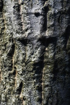 The Cross of Christ / The Cross of Christ was an actual tree.