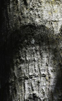 Sumerian Gods / Here is a bark relief of Sumerian Gods with what looks like a UFO above their heads.