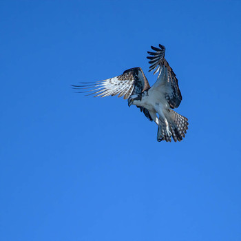 Osprey / ***