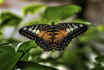 Parthenos sylvia / ***