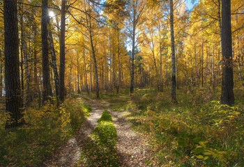 in den herbstlichen Wald / ***