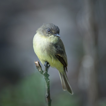 Eastern phoebe / ***