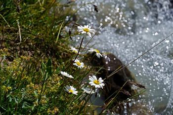 Gänseblümchen / ***