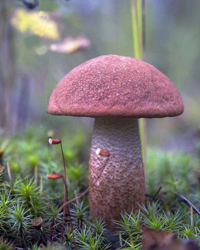 Orange-Schutzkappe Boletus / ***