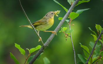 Common yellowthroat (female) / ***