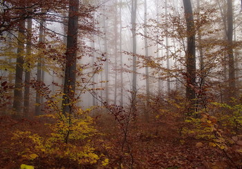 Über Herbst ... / ***