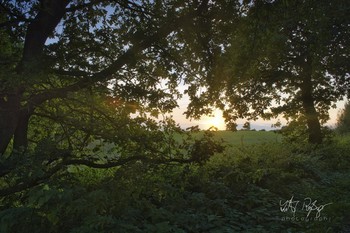 Vor dem Abend / Sonnenuntergang durch den Wald