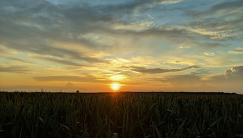 Sonnenuntergang über dem Feld / ***