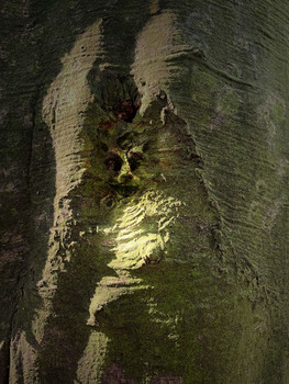 Baummarder / Wer ist denn da?