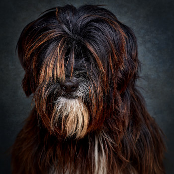 Mauzão / Portrait of a shelter dog, waiting for adoption.