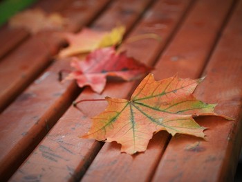 Autumn etude / ***