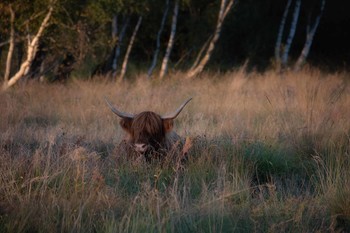 Highlander im Niedermoor / Der abendliche Schlafplatz des schottischen Rind