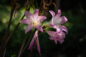 Luz para las flores / Flores del jardín