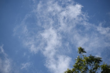 The Man in The Mist / This is man in the mist, can you see him.